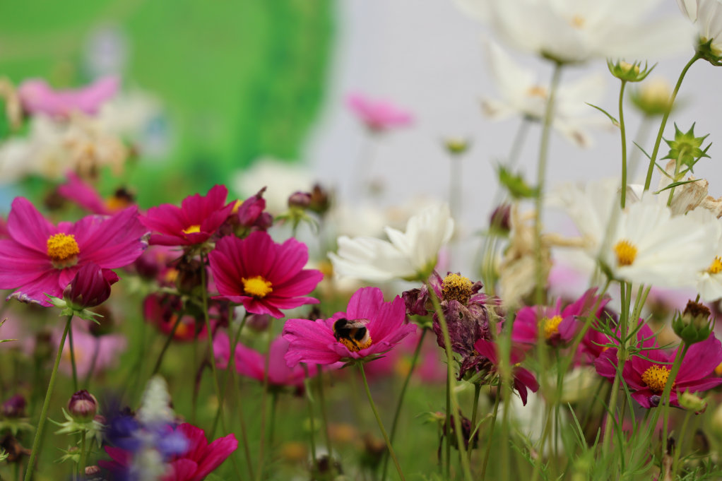 KCA UK Annual Picnic 2025