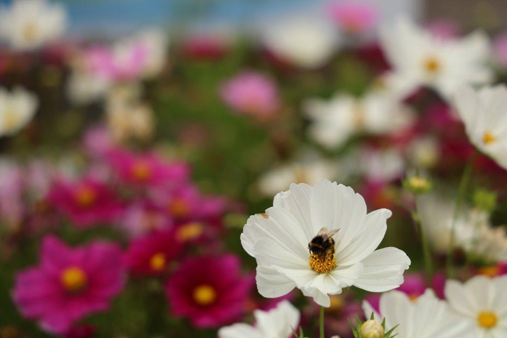 KCA UK Annual Picnic 2025