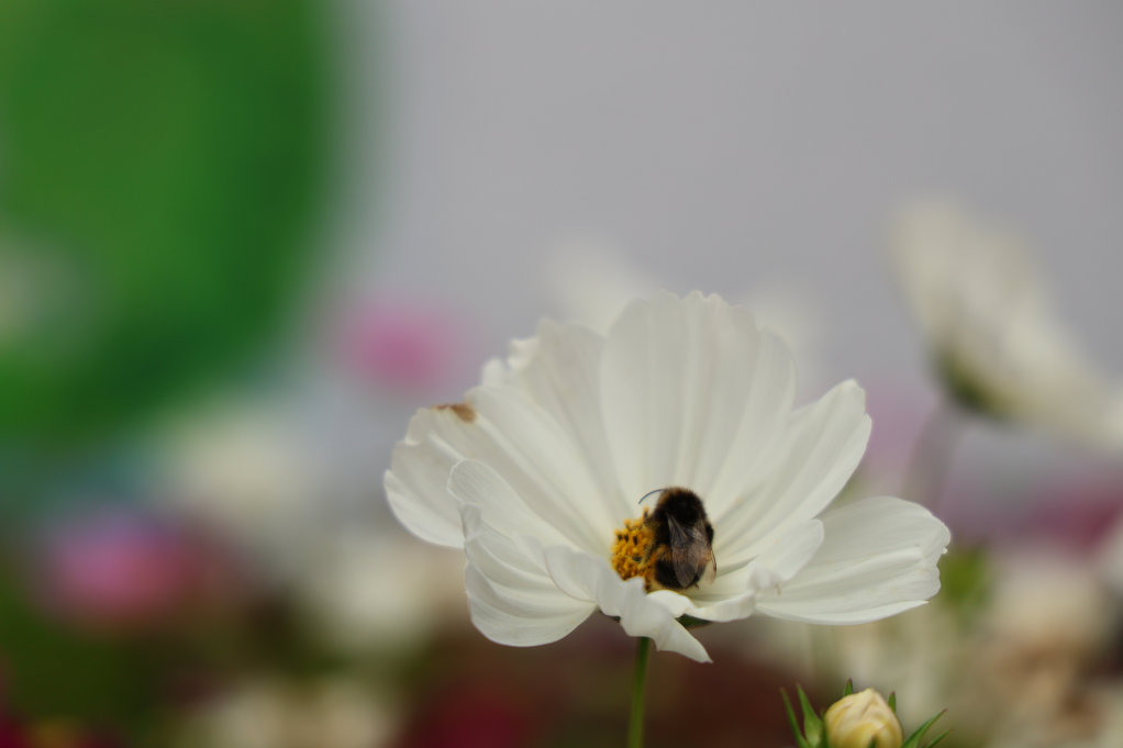 KCA UK Annual Picnic 2025